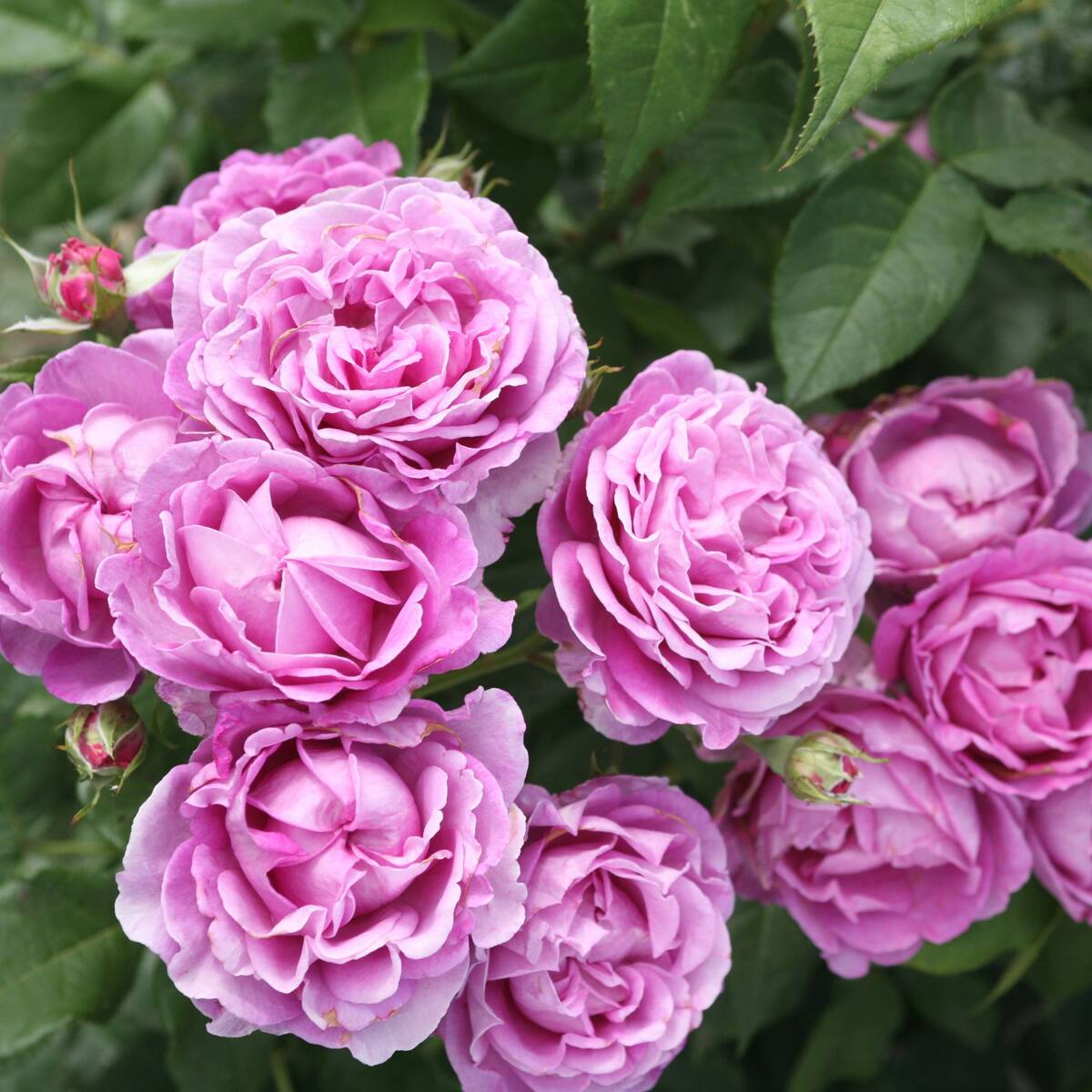 Edelrose Parfuma® 'Carmen Würth®' (Rosa Hybriden 'Carmen Würth®') - Violett - winterhart | Bild 4