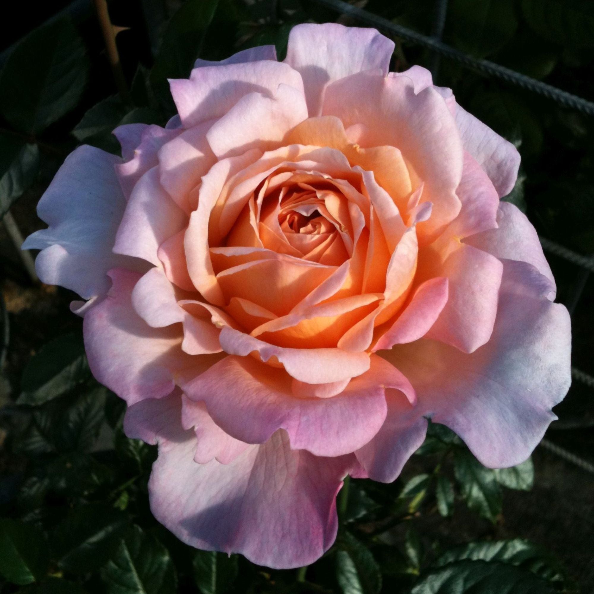 Edelrose Parfuma® 'Großherzogin Luise®' (Rosa Hybriden 'Großherzogin Luise®') - Weiß - winterhart | Bild 2