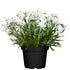 Edelweiß (Leontopodium alpinum ') - Weiß - sommergrün - winterhart | Bild 1