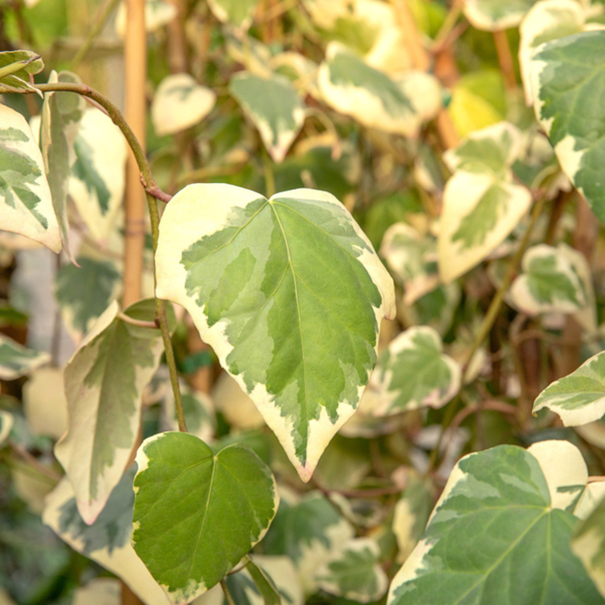 Efeu 'Dentata Variegata' (Hedera colchica 'Dentata Variegata') - Grün - immergrün - winterhart | Bild 1