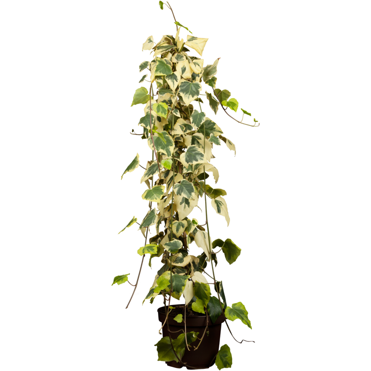 Efeu 'Dentata Variegata' (Hedera colchica 'Dentata Variegata') - Grün - immergrün - winterhart | Bild 2