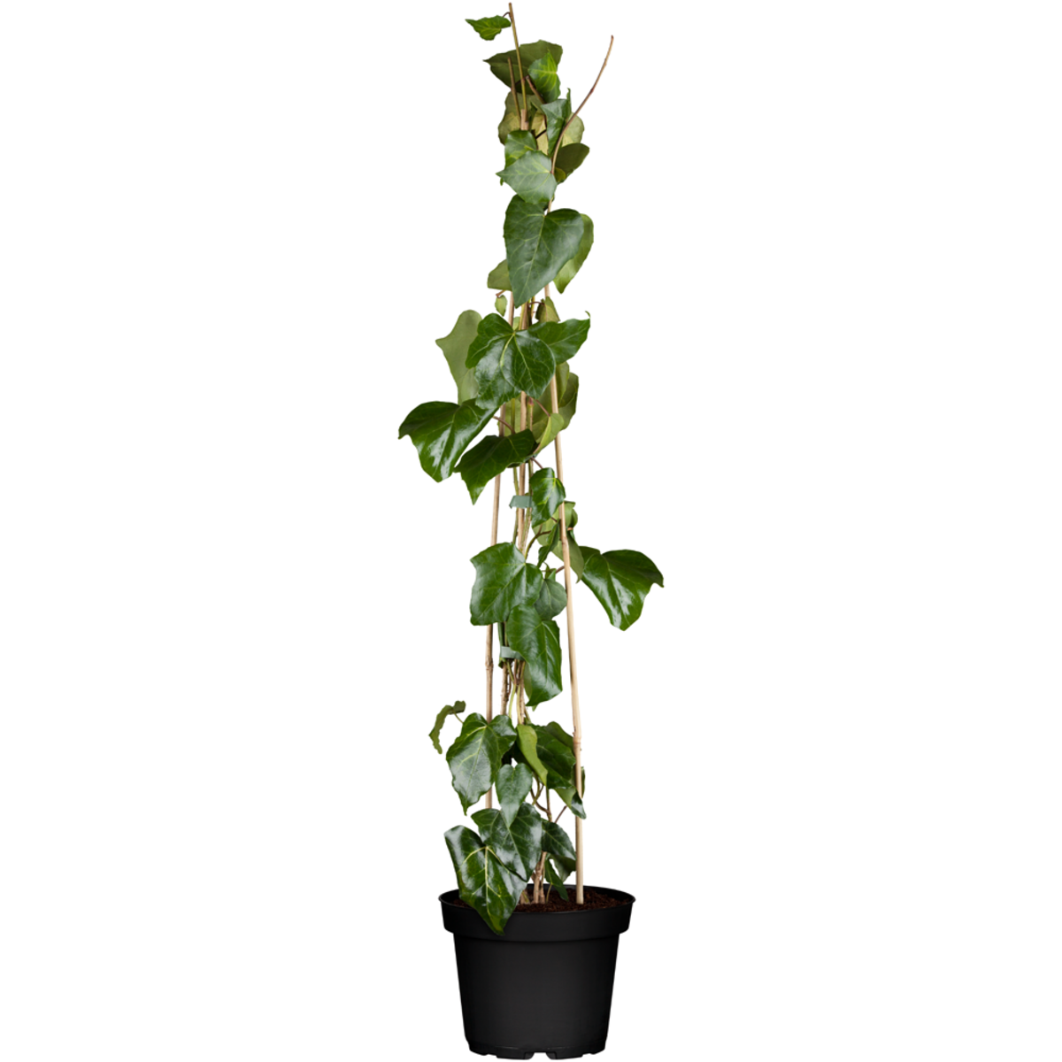 Efeu 'Sulphur Heart' (Hedera colchica 'Sulphur Heart') - Grün - immergrün - winterhart | Bild 2