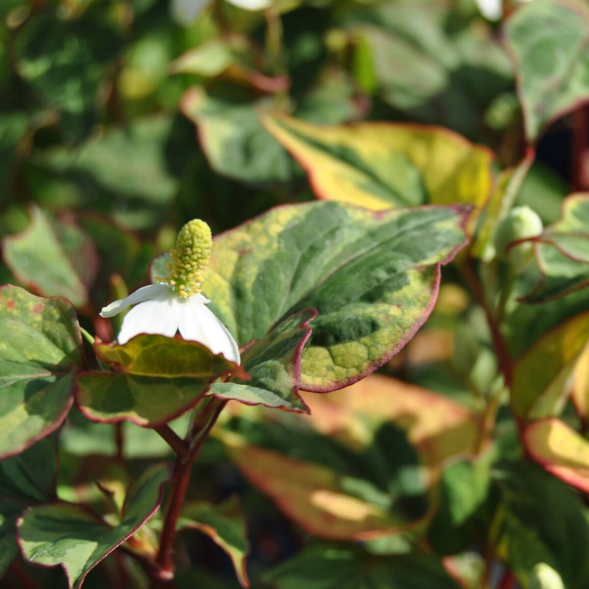 Eidechsenschwanz Var. (Houttuynia cordata 'Var.') - Weiß - winterhart | Bild 1