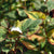 Eidechsenschwanz Var. (Houttuynia cordata 'Var.') - Weiß - winterhart | Bild 1