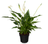 Einblatt (Spathiphyllum Hybride) - Weiß - immergrün | Bild 1