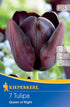 Einfache späte Tulpe 'Queen of Night', 7 Zwiebeln - Bunt - winterhart | Bild 1