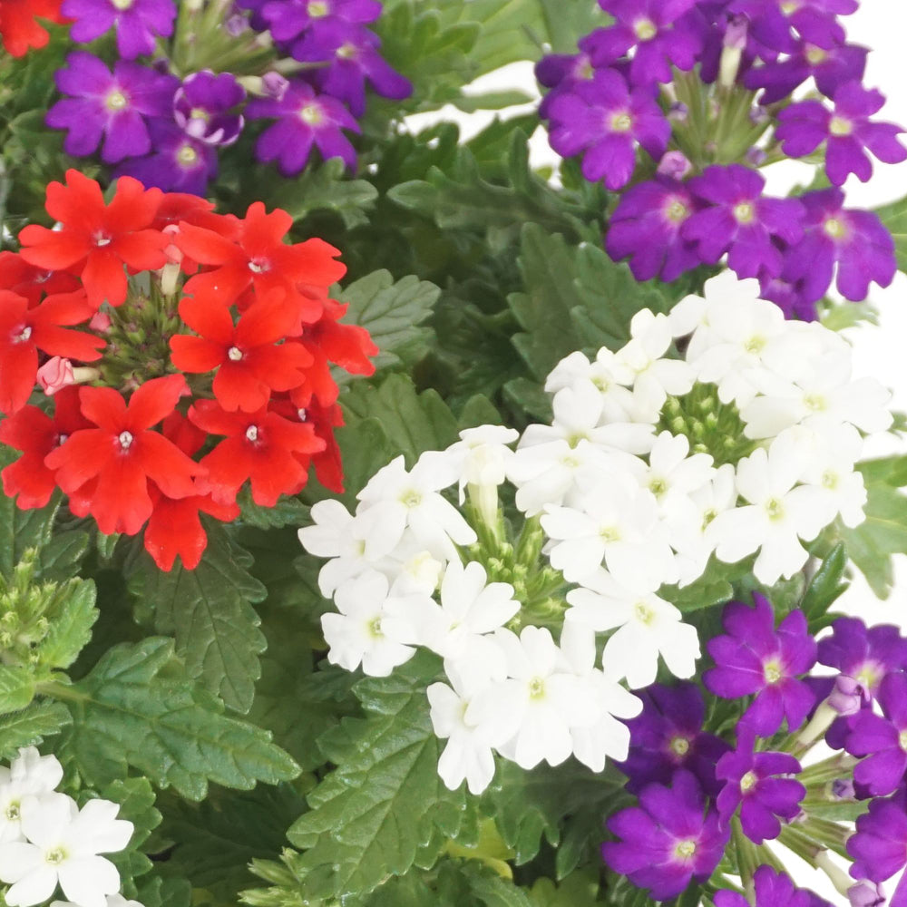 Eisenkraut 'Trio' (Verbena Hybriden) - Weiß - winterhart | Bild 1