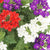 Eisenkraut 'Trio' (Verbena Hybriden) - Weiß - winterhart | Bild 1