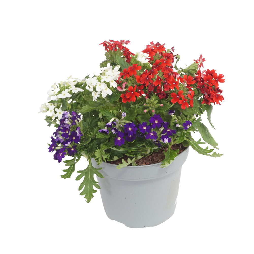 Eisenkraut 'Trio' (Verbena Hybriden) - Weiß - winterhart | Bild 2