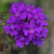 Eisenkraut (Verbena  Hybriden) - Blau - winterhart | Bild 1