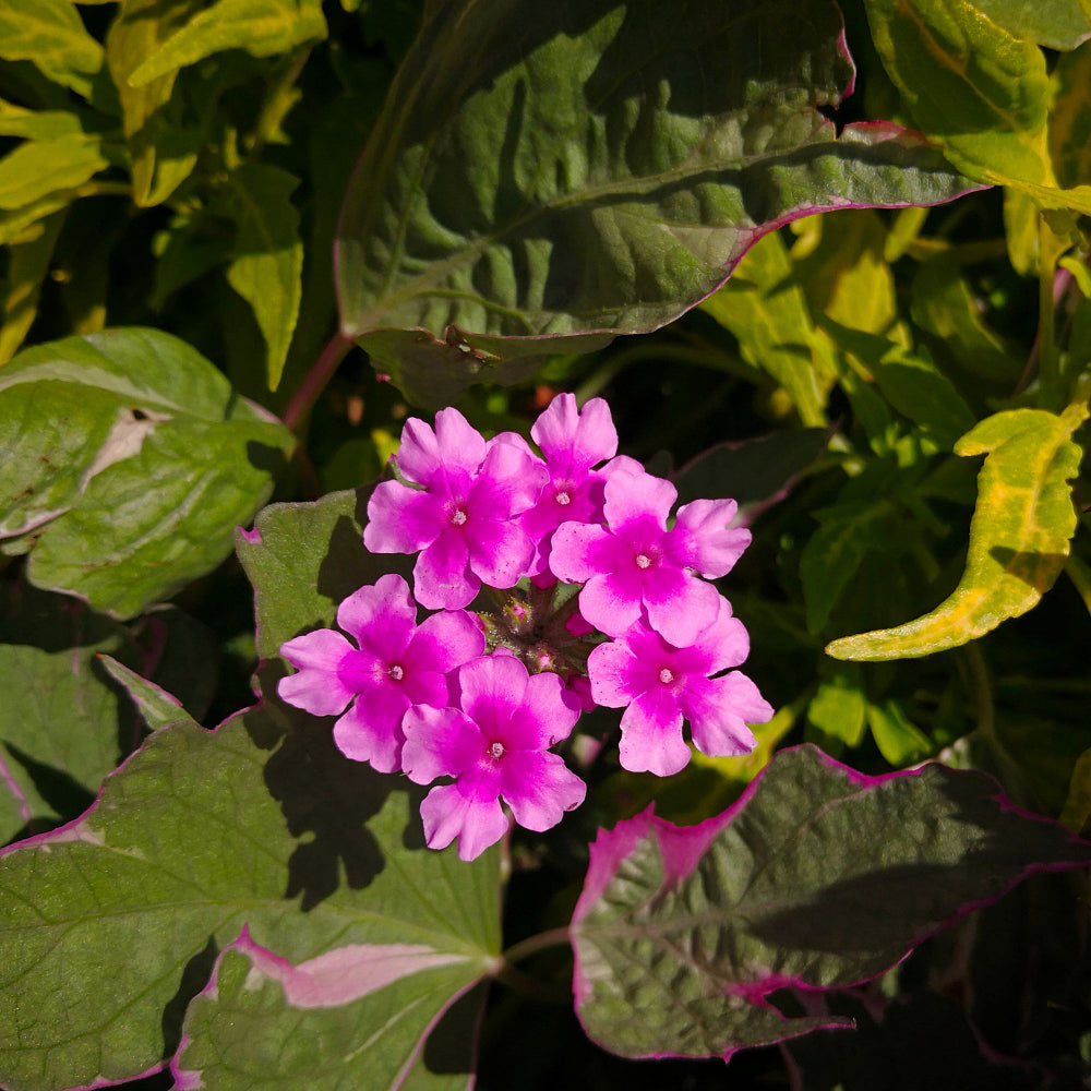 Eisenkraut (Verbena  Hybriden) - Rosa - winterhart | Bild 1
