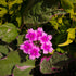 Eisenkraut (Verbena  Hybriden) - Rosa - winterhart | Bild 1