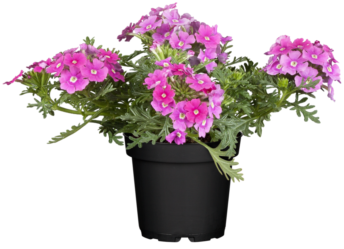 Eisenkraut (Verbena  Hybriden) - Rosa - winterhart | Bild 2