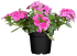 Eisenkraut (Verbena  Hybriden) - Rosa - winterhart | Bild 2