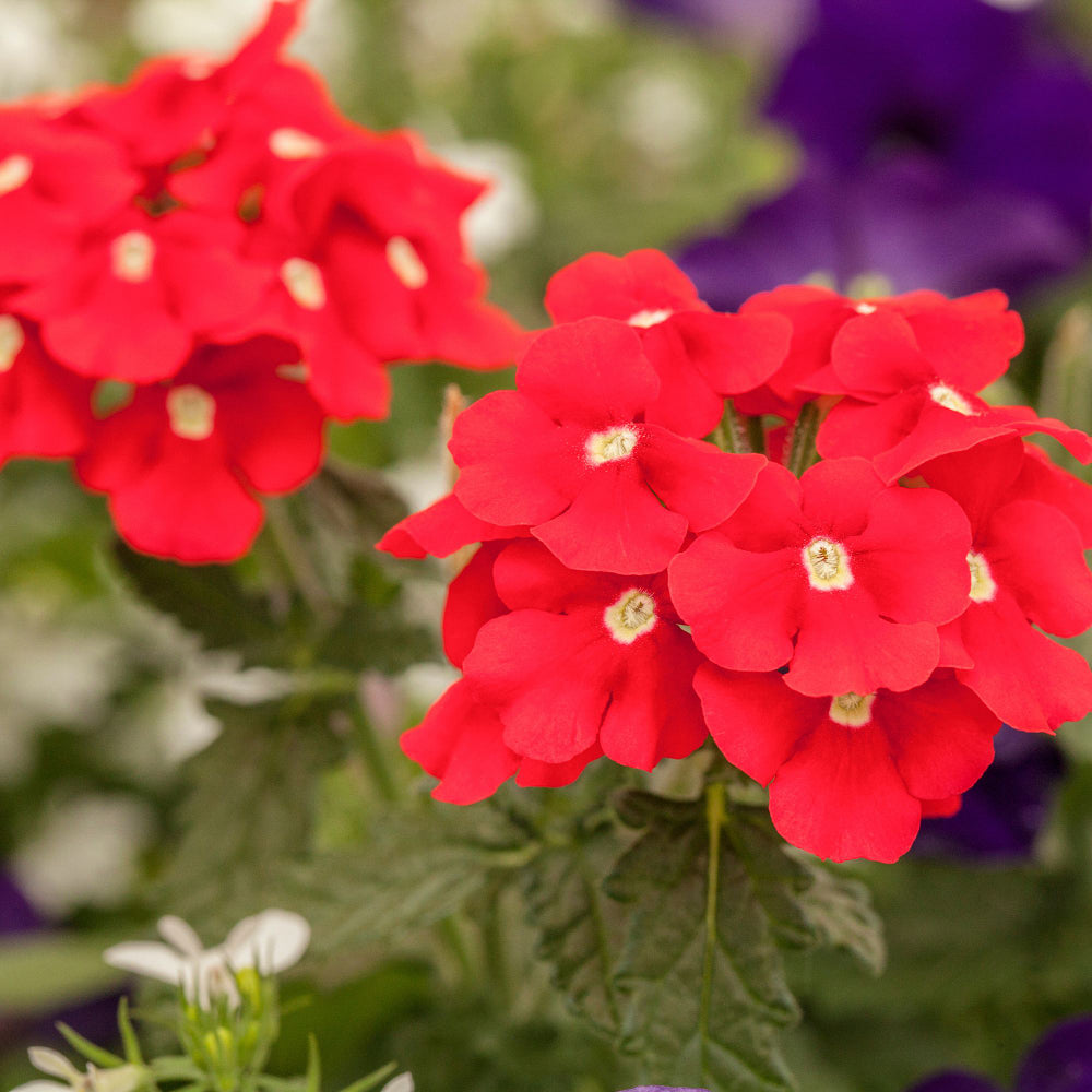 Eisenkraut (Verbena  Hybriden) - Rot - winterhart | Bild 1