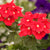 Eisenkraut (Verbena  Hybriden) - Rot - winterhart | Bild 1