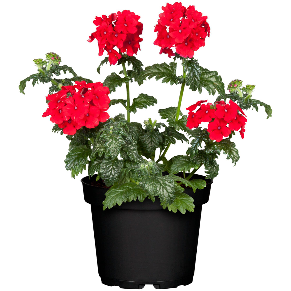 Eisenkraut (Verbena Hybriden) - Rot - winterhart | Bild 2