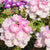 Eisenkraut (Verbena  Hybriden) - Violett - winterhart | Bild 1