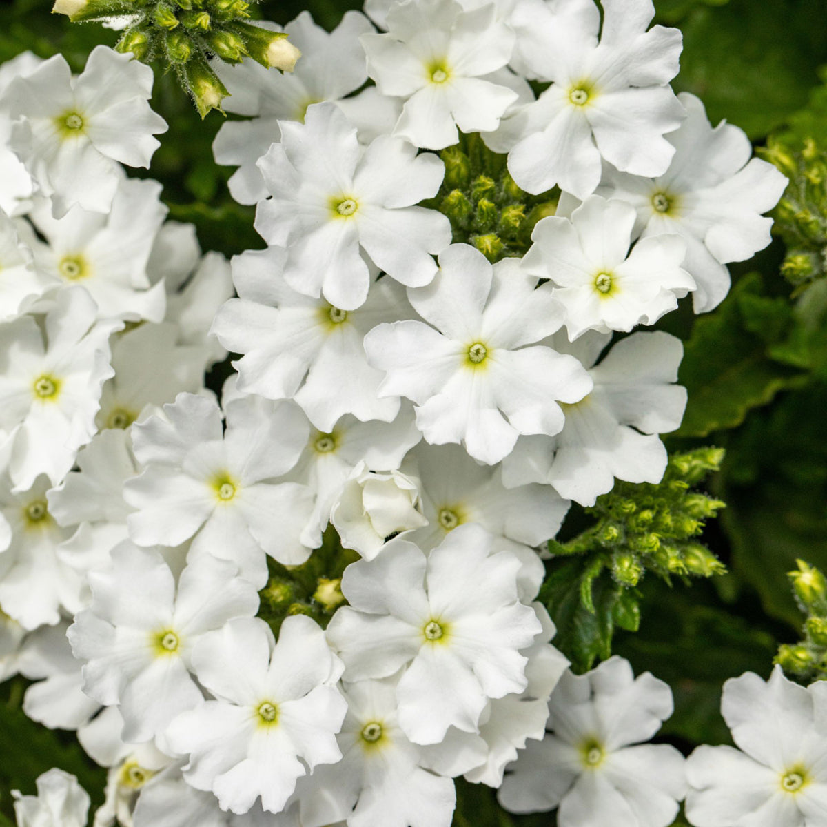 Eisenkraut (Verbena  Hybriden) - Weiß - winterhart | Bild 1