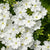 Eisenkraut (Verbena  Hybriden) - Weiß - winterhart | Bild 1