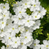 Eisenkraut (Verbena  Hybriden) - Weiß - winterhart | Bild 1