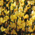 Elfenbein-Ginster 'Allgold' (Cytisus x praecox 'Allgold') - Gelb - sommergrün - winterhart | Bild 1