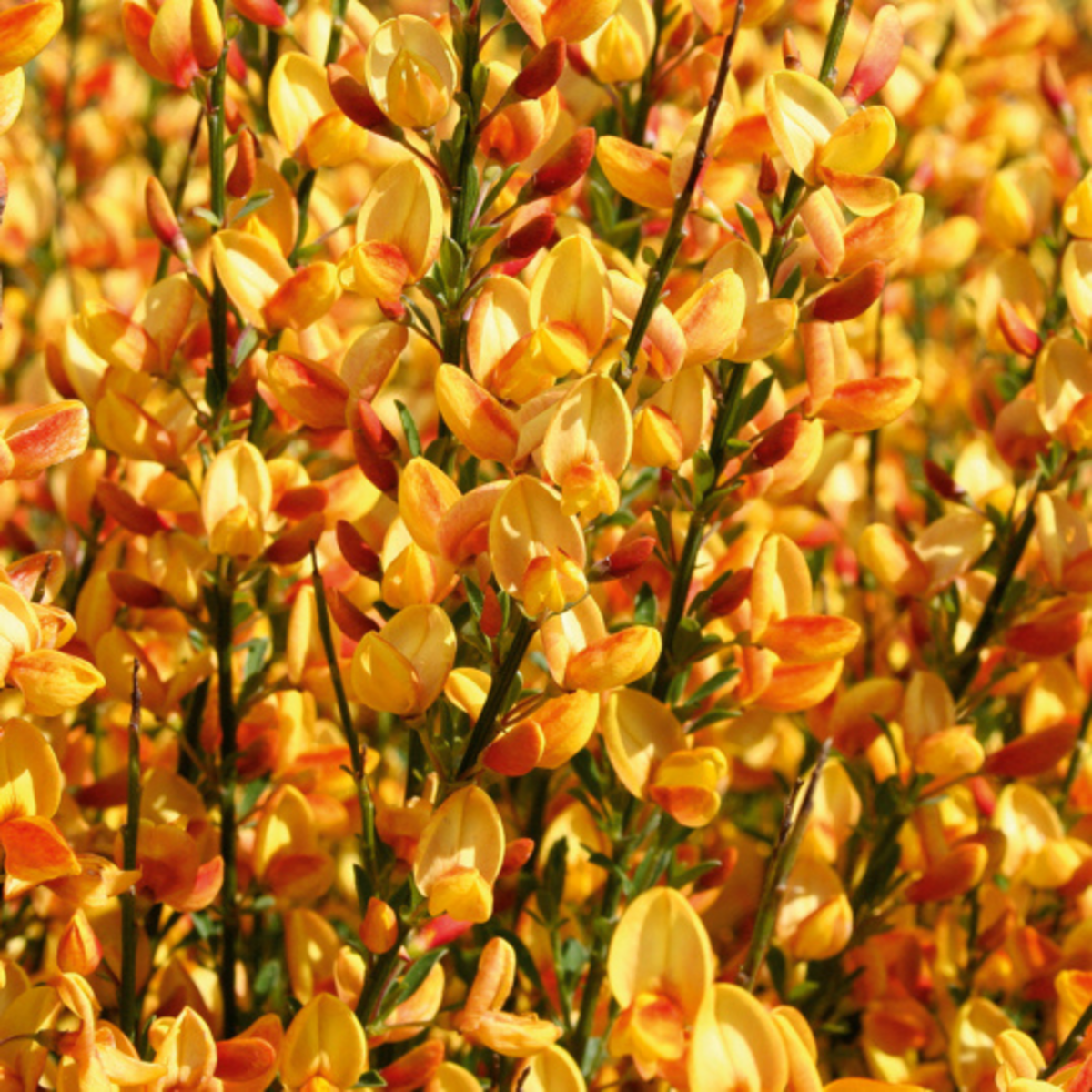 Elfenbein-Ginster 'Apricot Gem' (Cytisus scoparius 'Apricot Gem') - Orange - sommergrün - winterhart | Bild 1