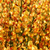 Elfenbein-Ginster 'Apricot Gem' (Cytisus scoparius 'Apricot Gem') - Orange - sommergrün - winterhart | Bild 1
