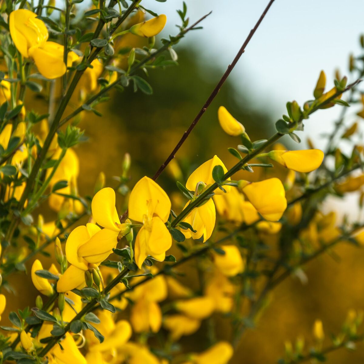 Elfenbein-Ginster 'Dukaat' (Cytisus scoparius 'Dukaat') - Gelb - sommergrün - winterhart | Bild 1