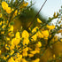 Elfenbein-Ginster 'Dukaat' (Cytisus scoparius 'Dukaat') - Gelb - sommergrün - winterhart | Bild 1