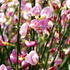 Elfenbein-Ginster 'Moyclare Pink' (Cytisus scoparius 'Moyclare Pink') - Rosa - sommergrün - winterhart | Bild 1