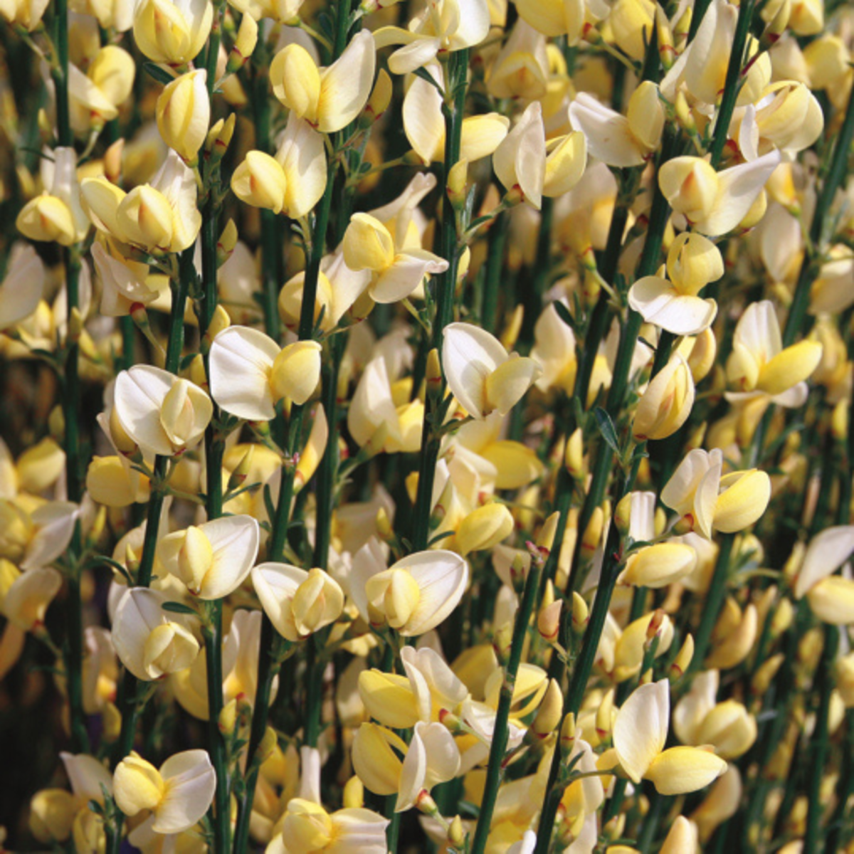 Elfenbein-Ginster 'Warminster' (Cytisus x praecox 'Warminster') - Gelb - sommergrün - winterhart | Bild 1