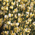 Elfenbein-Ginster 'Warminster' (Cytisus x praecox 'Warminster') - Gelb - sommergrün - winterhart | Bild 1