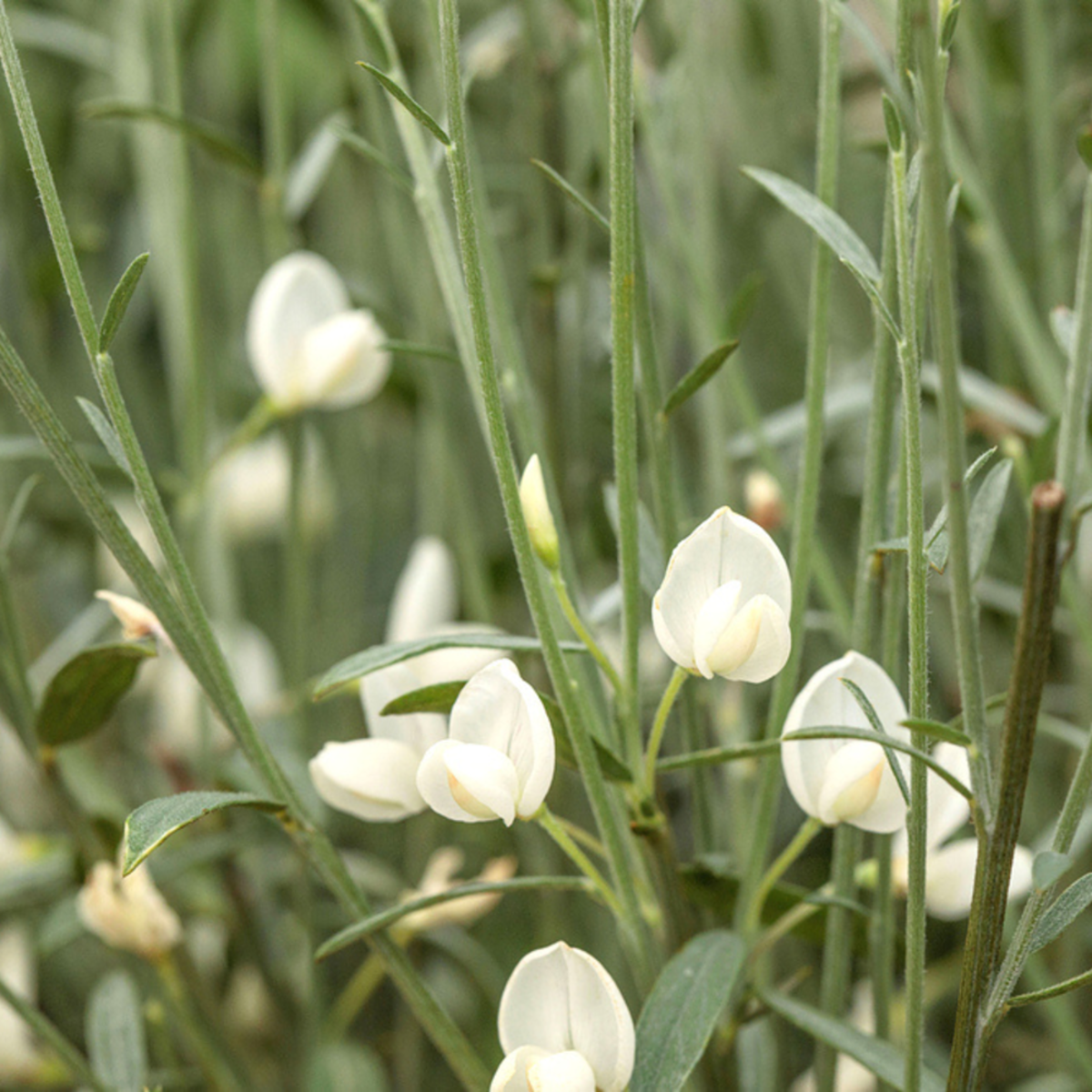 Elfenbein-Ginster 'White Lion' (Cytisus scoparius 'White Lion') - Weiß - sommergrün - winterhart | Bild 1