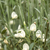 Elfenbein-Ginster 'White Lion' (Cytisus scoparius 'White Lion') - Weiß - sommergrün - winterhart | Bild 1