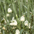 Elfenbein-Ginster 'White Lion' (Cytisus scoparius 'White Lion') - Weiß - sommergrün - winterhart | Bild 1