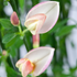 Elfenbein-Ginster 'Zeelandia' (Cytisus scoparius 'Zeelandia') - Violett - sommergrün - winterhart | Bild 1