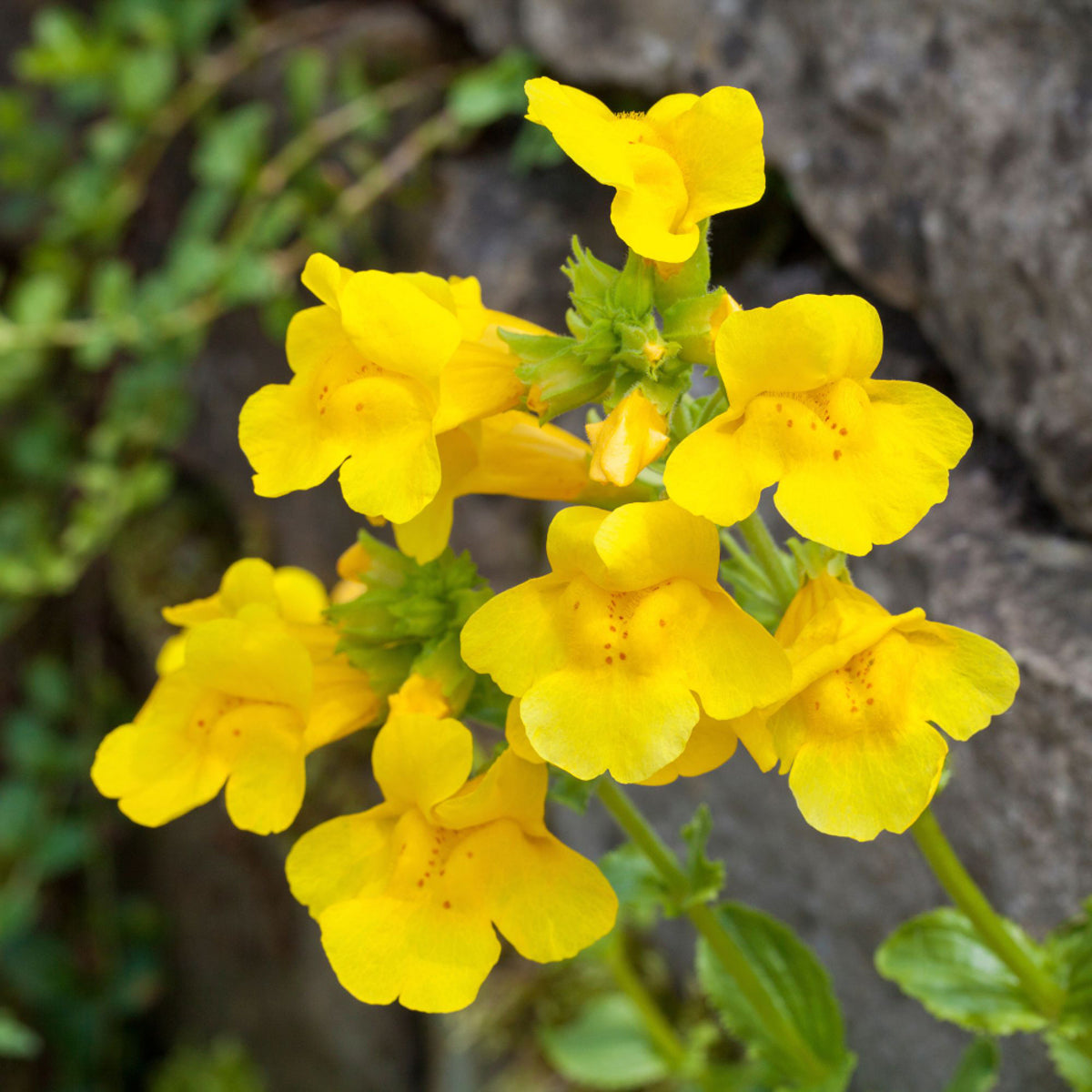 Elfenspiegel (Nemesia Hybriden) - Gelb | Bild 1