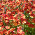Elfenspiegel (Nemesia Hybriden) - Orange | Bild 1