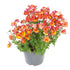 Elfenspiegel (Nemesia Hybriden) - Orange | Bild 2