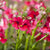 Elfenspiegel (Nemesia Hybriden) - Rot | Bild 1