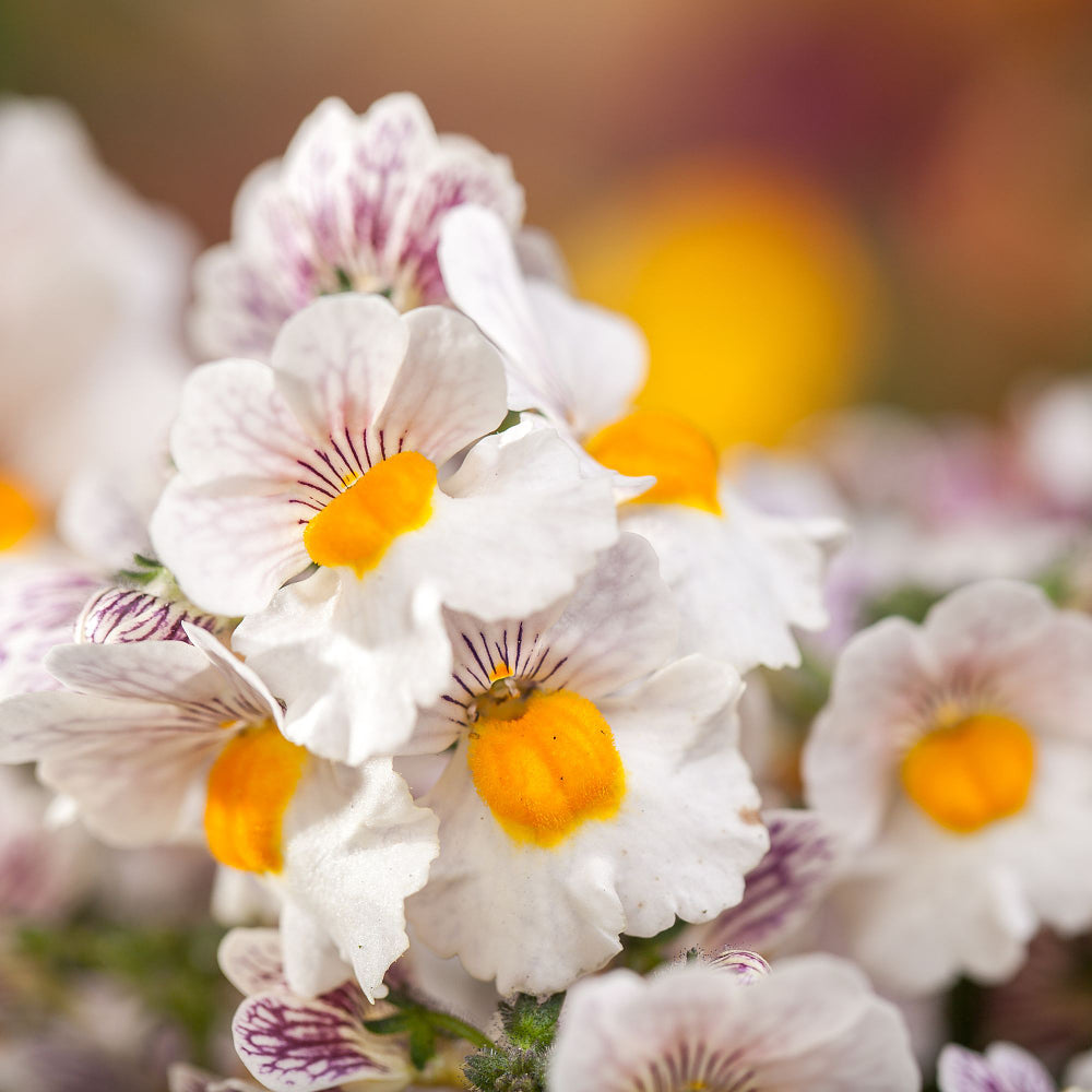 Elfenspiegel (Nemesia Hybriden) - Weiß | Bild 1