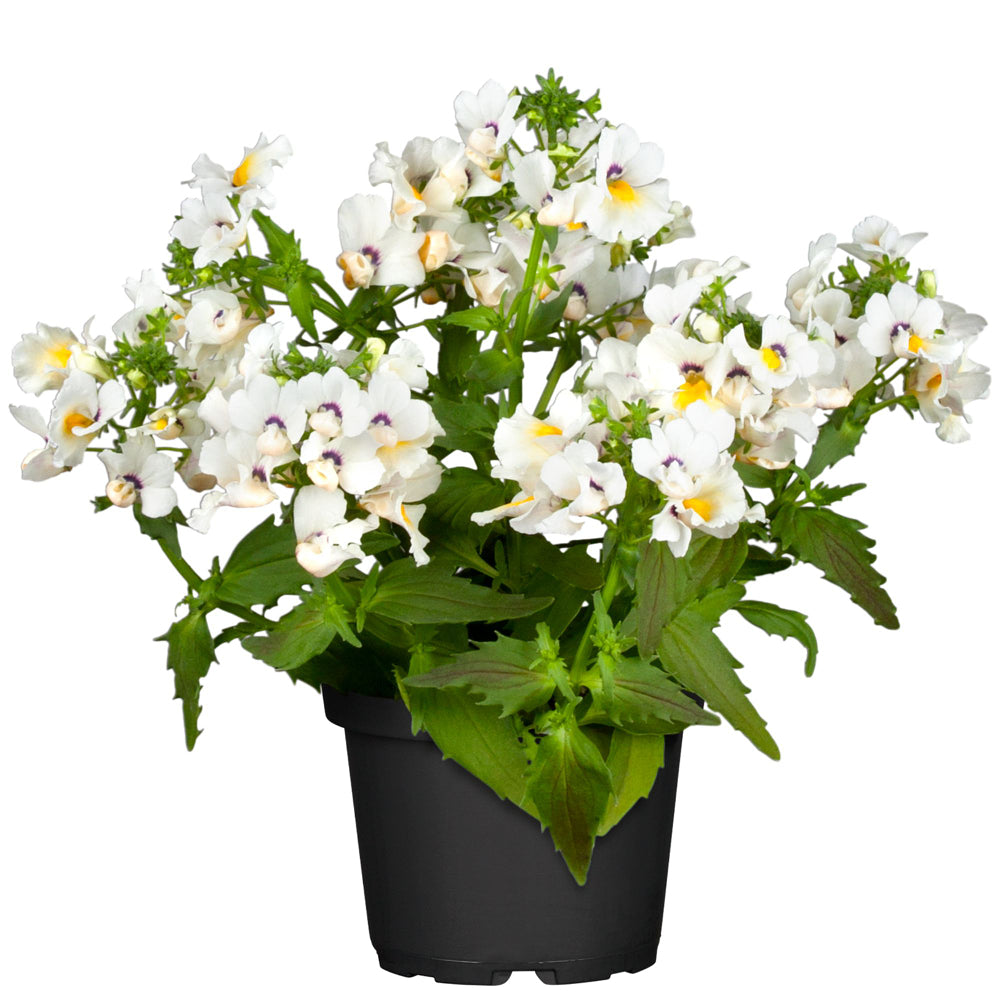 Elfenspiegel (Nemesia Hybriden) - Weiß | Bild 2