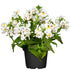 Elfenspiegel (Nemesia Hybriden) - Weiß | Bild 2