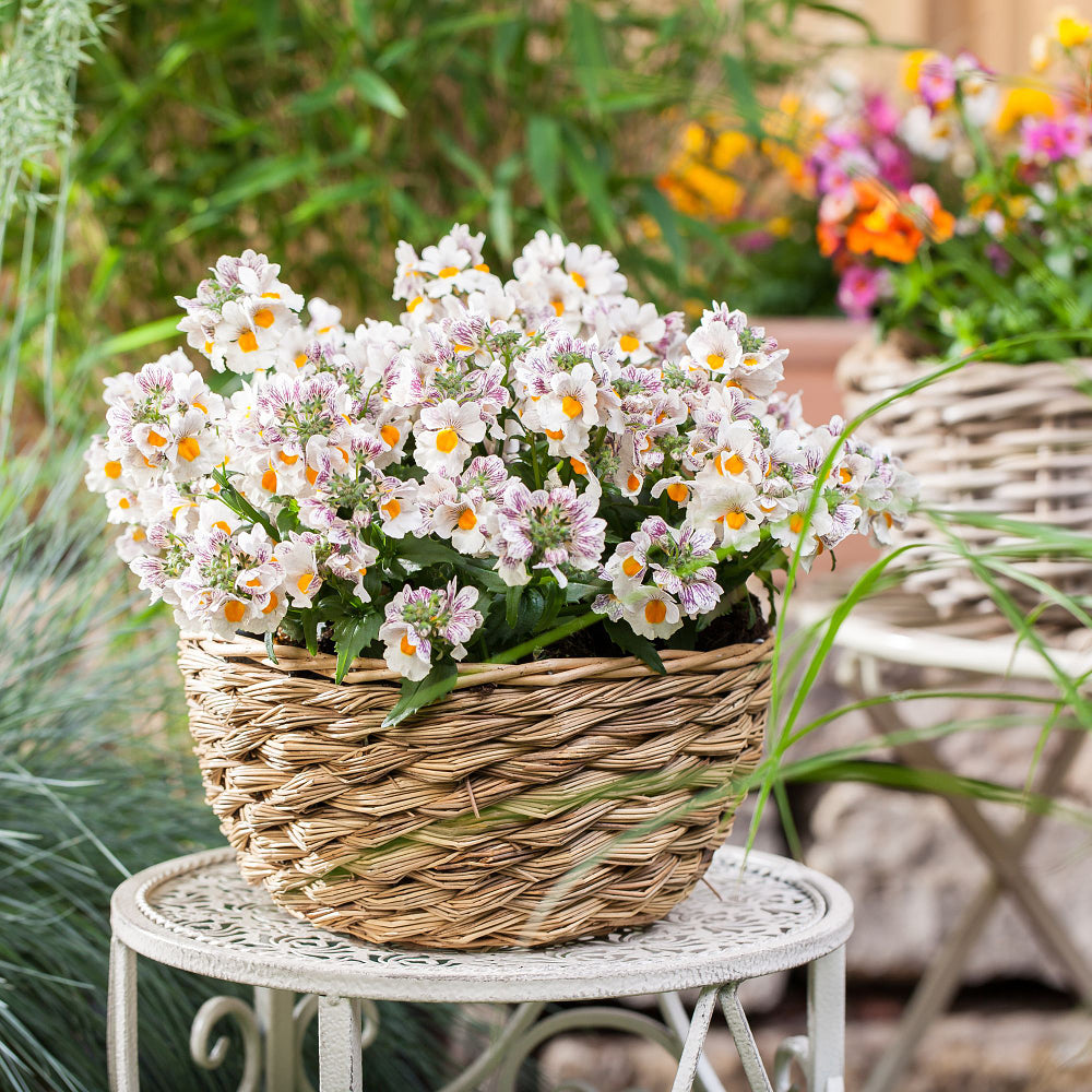 Elfenspiegel (Nemesia Hybriden) - Weiß | Bild 3