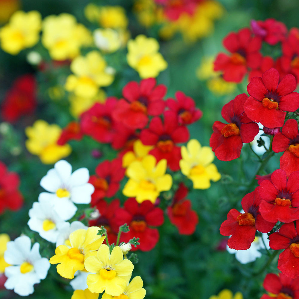 Elfenspiegel 'Trio' (Nemesia Hybriden) - Rot | Bild 1