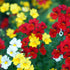 Elfenspiegel 'Trio' (Nemesia Hybriden) - Rot | Bild 1