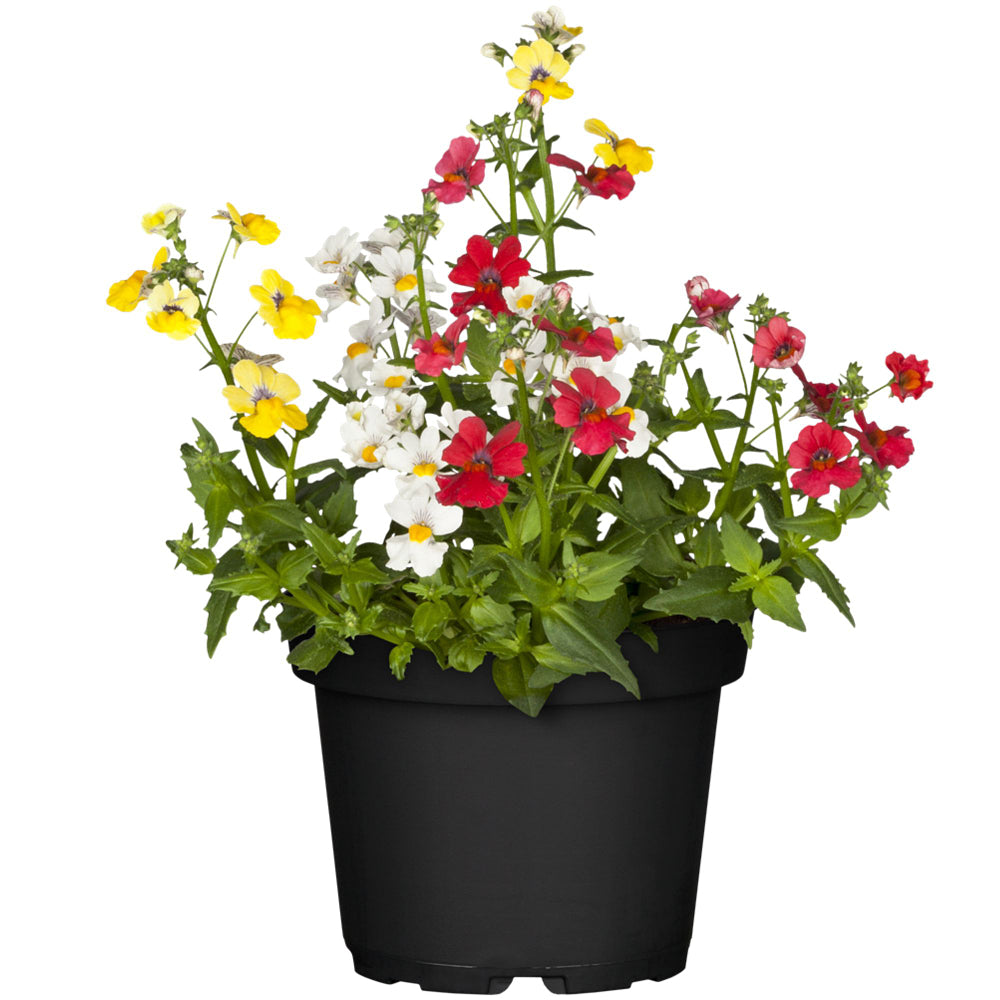 Elfenspiegel 'Trio' (Nemesia Hybriden) - Rot | Bild 2