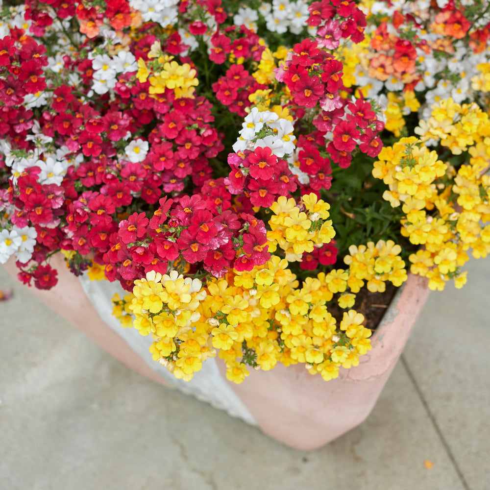 Elfenspiegel 'Trio' (Nemesia Hybriden) - Rot | Bild 3
