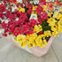 Elfenspiegel 'Trio' (Nemesia Hybriden) - Rot | Bild 3